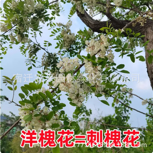 �������󻱻�����ͥԺ�̻����ͺ��������е��仨��ʳ�þG����ľ