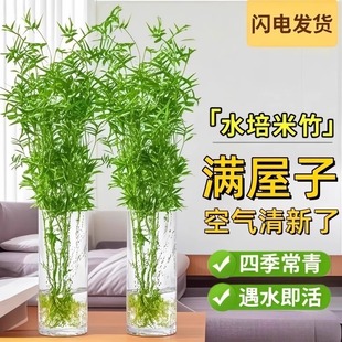 ˮ�������҃�ˮ��ֲ��ˮ�B�^�����F��������͏d���˸ߙn�Gֲ