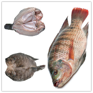 鯛魚圖片- 海量高清鯛魚圖片大全- 阿里巴巴