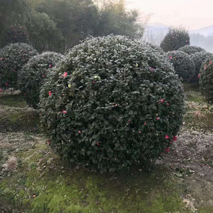 ��ľ ���̾G�� �@��  ��÷�� �����Nֲ���| ���^�G��