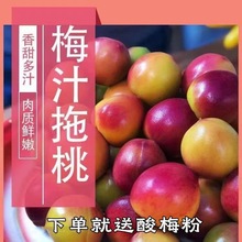 拖桃潮汕酸甜鲜果桃子需自已腌制酸脆桃水果福建拖桃原料毛桃批发