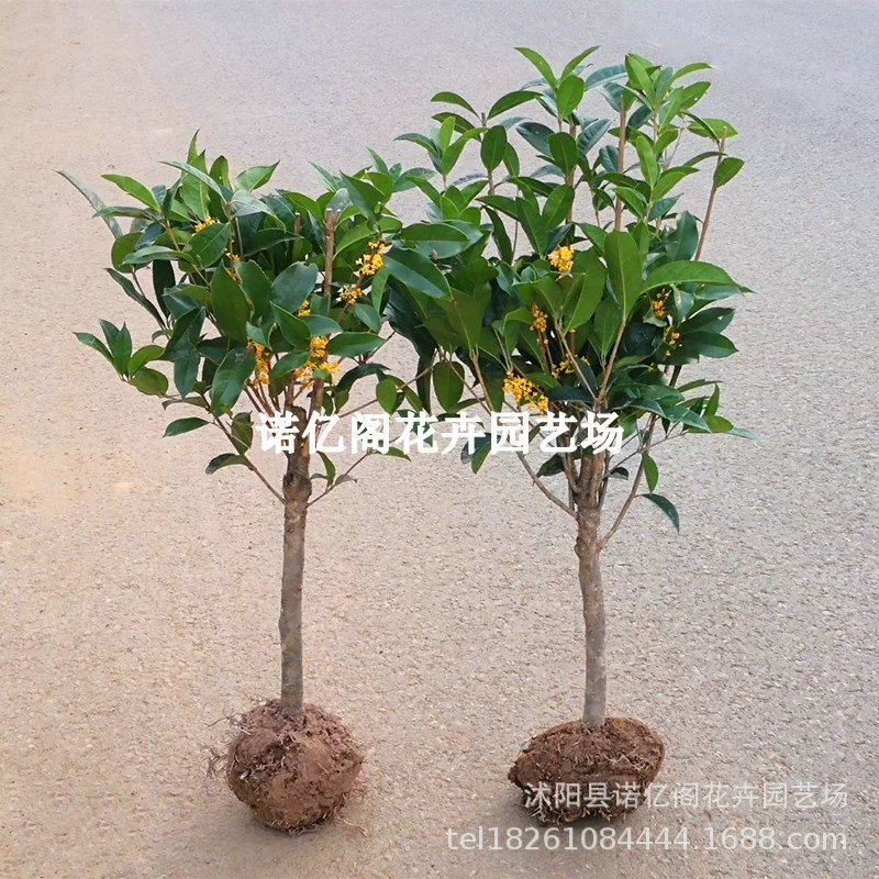 Osmanthus fragrans Рассада Горшечное растение Крытый Лучжоу-аромат августа Цветущий золотой османтус Шичженг Карлик Бонсай Вечнозеленое зеленое растение