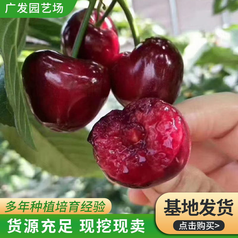 基地种植车厘子樱桃树苗 南北方种植樱桃树苗 山东樱桃树苗