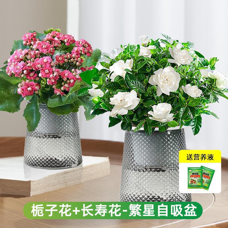 [꽃조합] 치자나무 + 칼라비나(색상 랜덤) (별화분) + 영양액