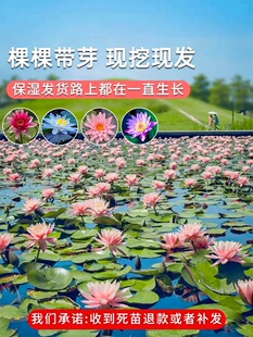 ˯ɏˮ��ֲ��ɻ�����ˮ����ɏ�����Kˮ�B����������ɏ�����o��ѿ