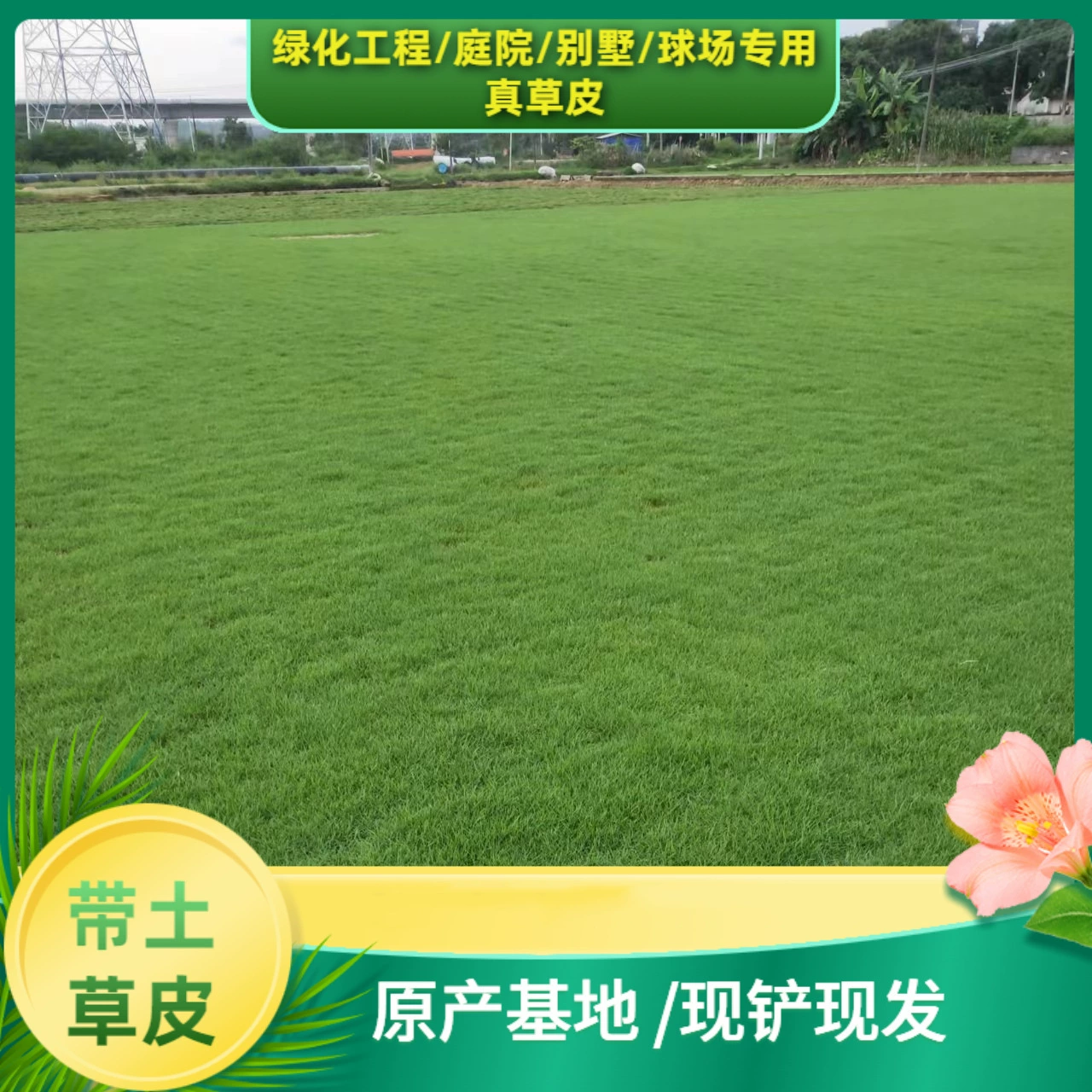 Газон из крупнолистной масляной травы Хуйчжоу, рулонная газонная трава Манила, вечнозеленый газон Бермуд, озеленение двора.