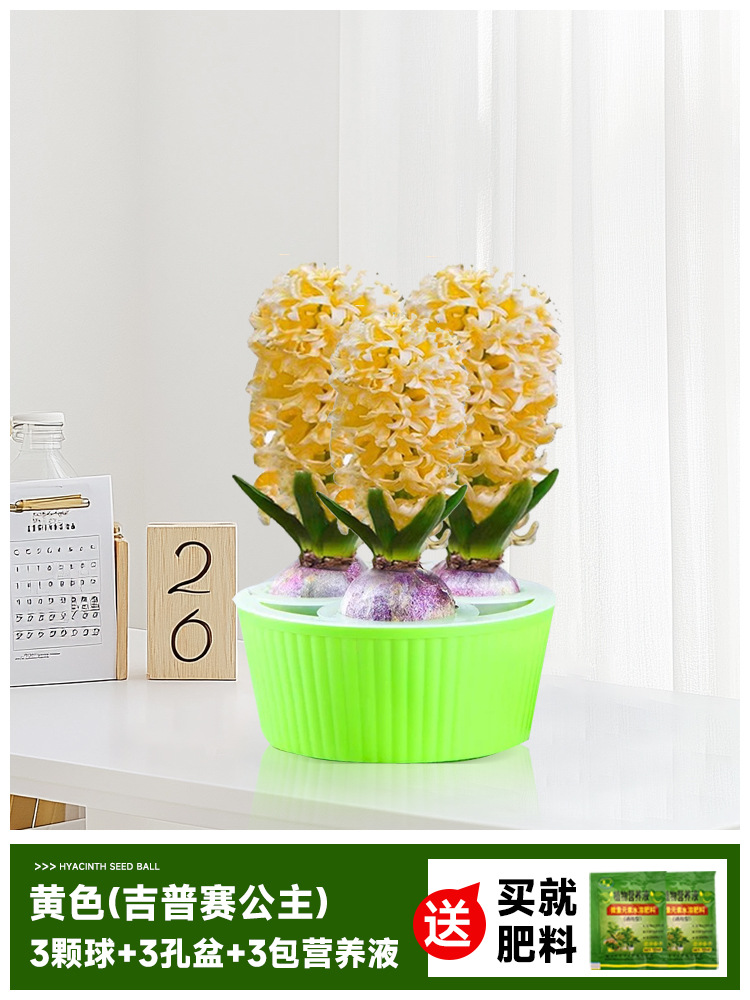 Hidropolimerización de flores con brotes de jacinas gran bola buena para alimentar balcón interior y exterior plantas en maceta tulipán cultivo de suelo