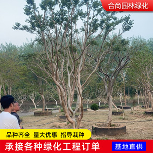 ������ޱ���؅�����ޱ����t���Z�q��ޱ�������~���tͥԺ�G���L��