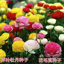 ��ëݢ�N���ذ��M����ĵ�����̨ͥԺ�����͑��˻������~ĵ������