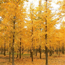 �������l �Ԯa���N�y�Ә��� ���^�쾰��·�@�ֹ��̾G����