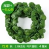 Color Seal 72 Leaf Begonia Leaf (12 packs)