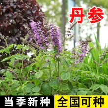 șĵNҰؼNrt紺ļNֲ