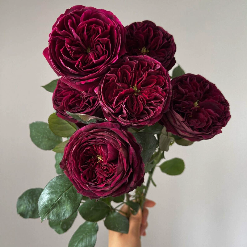 Цельные розетки роз в горшках для дропшиппинга, темно-черные цветы с насыщенным ароматом, большие розовые розетки для балкона и двора.