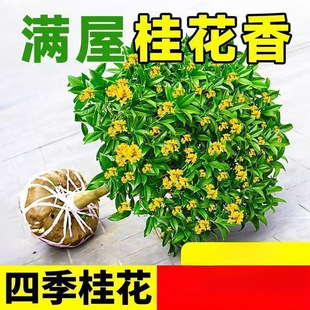 ļ𻨿ʳûMԹ𻨘;Gֲ҃ȻܺB