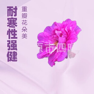 2026�ͺ��ļ���ö �༾õ�� ��õ���� ʳ������õ����������a��