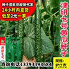 Huayujinyan Cucumber Seven Cucumber Seed Manufacturers Wholesale Small Garden Sting Cucumber Green Cucumber Cucumber Seed Vegetable Vegetables 孑