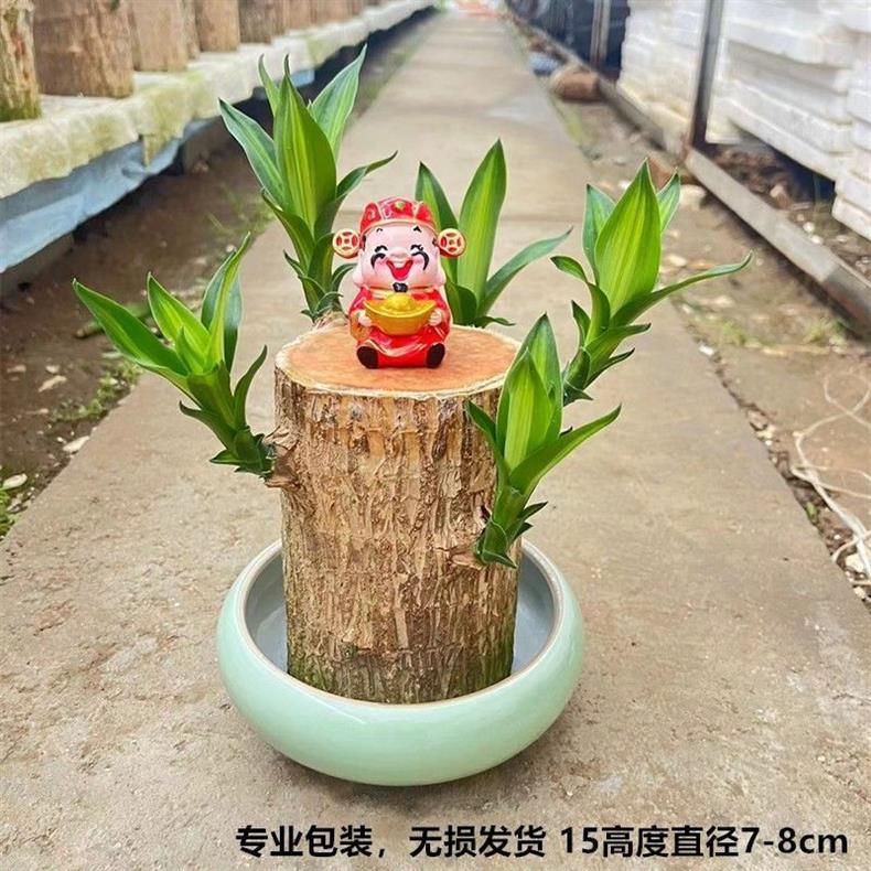 详情图