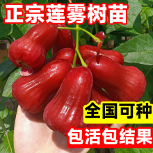 莲雾树苗黑金刚黑糖芭比果树果苗海南莲雾苗台湾南方北方庭院地栽