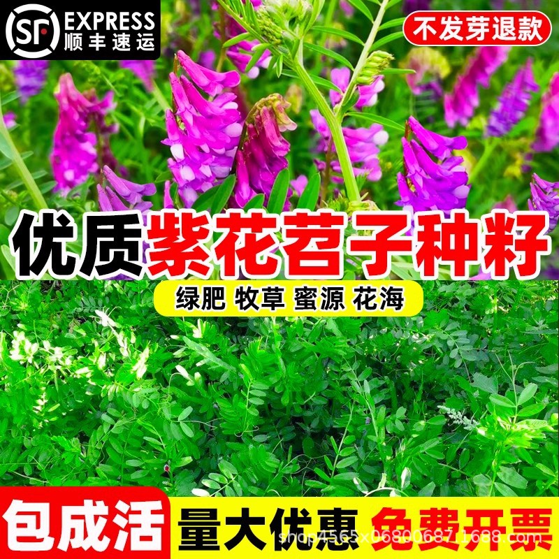 光叶紫花苕种毛苕子种牧草籽果园绿肥种籽长柔毛箭舌野豌豆草种子