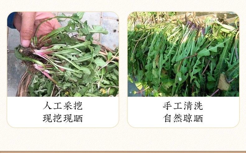 Dried Dandelion Root and Leaf Whole Plant 500g Wild-Harvested Pugongying Herbal Tea Ingredient preparation