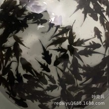 �Ꭷ�^�p�~���l ������~�����~�坍�~�׸��~