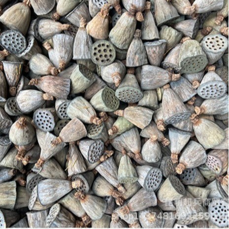 [A single dried lotus puff] Bringed seeds dried lotus rock -dried…