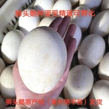 饒平縣正宗純種特大種獅頭鵝種蛋受精蛋可孵化生態養殖散養包郵