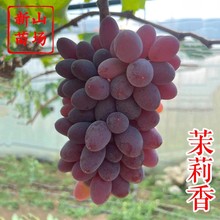 �����������ј��硿��ɫ��С��ζ�𿹲��m��ͥԺ�N���1��������