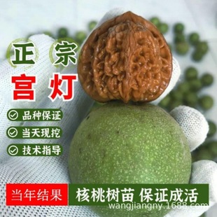 ��Ʒ������ҙCˢ�������y��ñҰ���䌦�Һ�/�P����Ƥ���Ҙ���