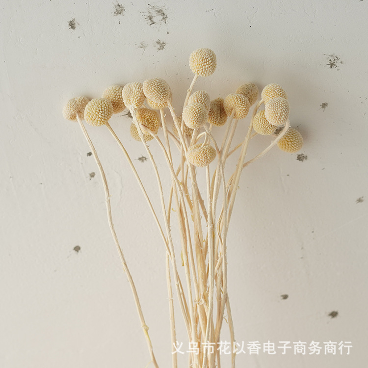 ドライフラワー黄金ボール永生花北欧ソフトホーム装飾リビングルーム置物真花ドライフルーツ天然風乾燥植物|undefined