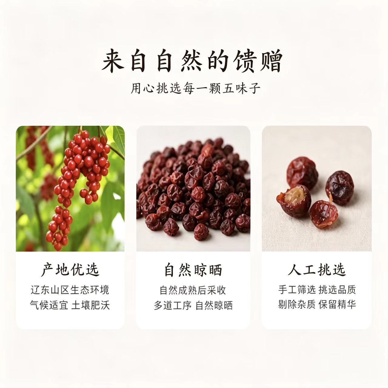 Dried Schisandra Berries Wu Wei Zi Whole Granules for Tea and Infusions 1000g Bag in use