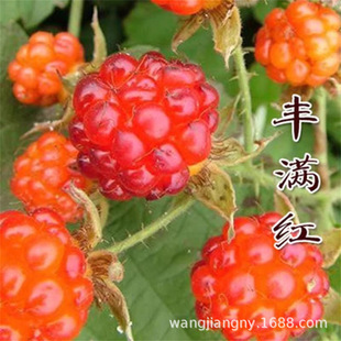 �t��ݮ�������ϱ����N���ٹ����縲�������p���S��ݮ���箔��Y��