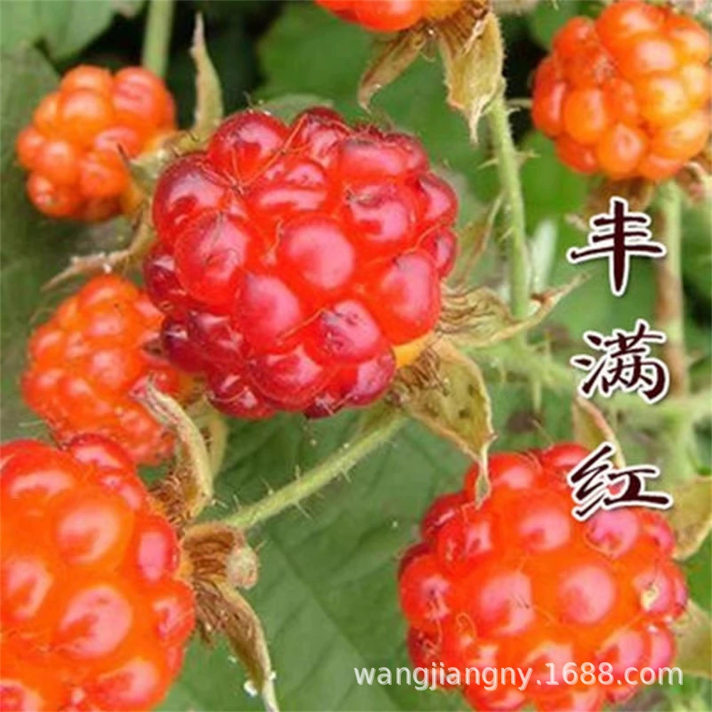 Саженцы красной малины В горшке Юг-Север Плетеные фруктовые саженцы Саженцы малины Двухсезонные желтые саженцы плодов малины