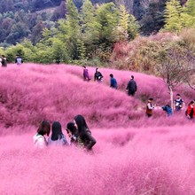 纯粉黛乱子草种子网红草家庭园艺绿化公园婚纱照摄影基地实景造景