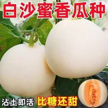 ��ɳ����ϷN�Ӱ�Ƥ���������N��ԭ�b�ļ��߲�ˮ���N�Ӵ�ȫ���l