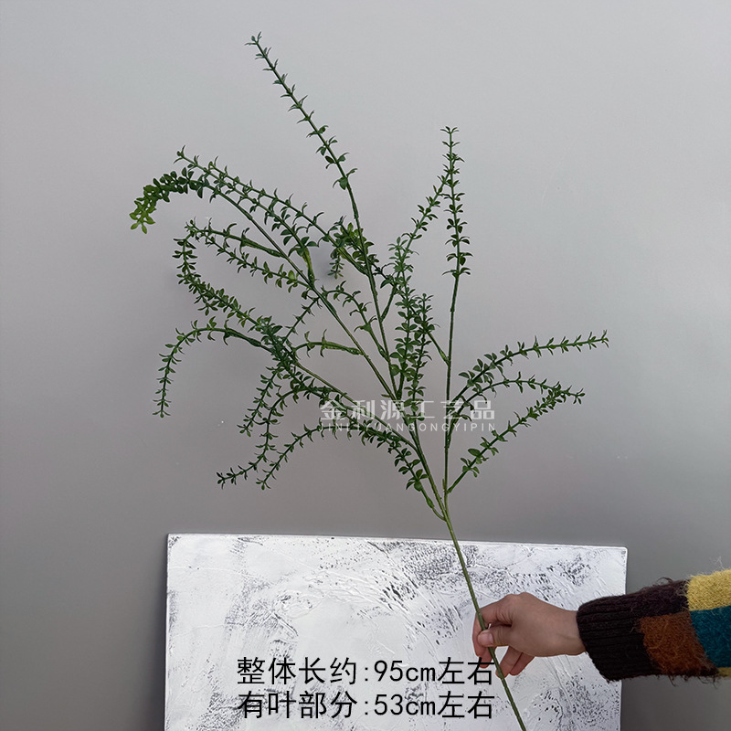 멜라루카 짙은 녹색