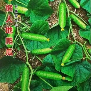 �����S�ϷN�ӵ��������ˮ���S�ϷN�����M�������ļ����N�߲˷N��