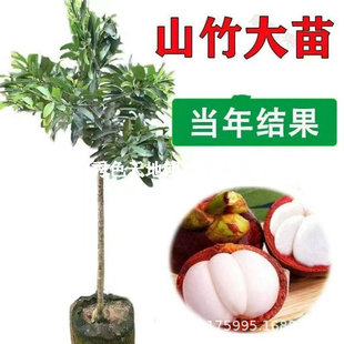 ̩��ɽ��������ԎX���S��ɽ��޽ӟo�ѹ����ļ��Nֲ�ͺ����Թ���