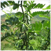 銷售皂角樹苗  一年兩年皂角樹價格2-12公分皂角樹防護樹濕地綠化