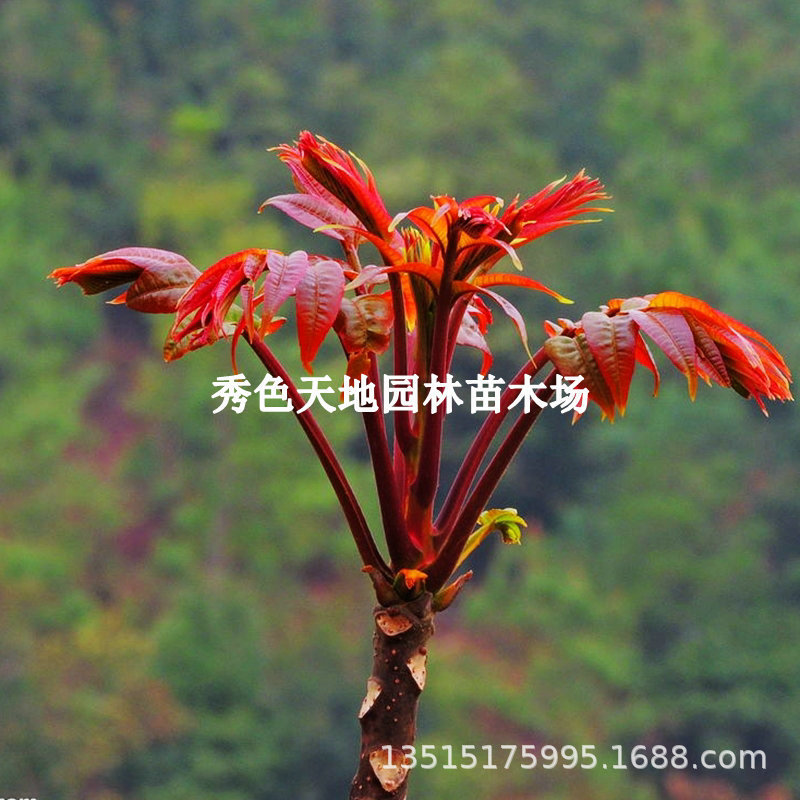 Edible Toon Saplings Red Oil Tree All Year Round Fresh Toon Tree Potted Toon Tree Big Tree Black Oil Toon Seedlings Cold-Resistant Edible Toon Saplings Red Oil Tree All Year Round Fresh Toon Tree Potted Toon Tree Big Tree Black Oil Toon Seedlings Cold-Resistant