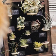 空气凤梨相框艺术玄关入户空气装饰画多肉绿植客厅阳台温室麦太保