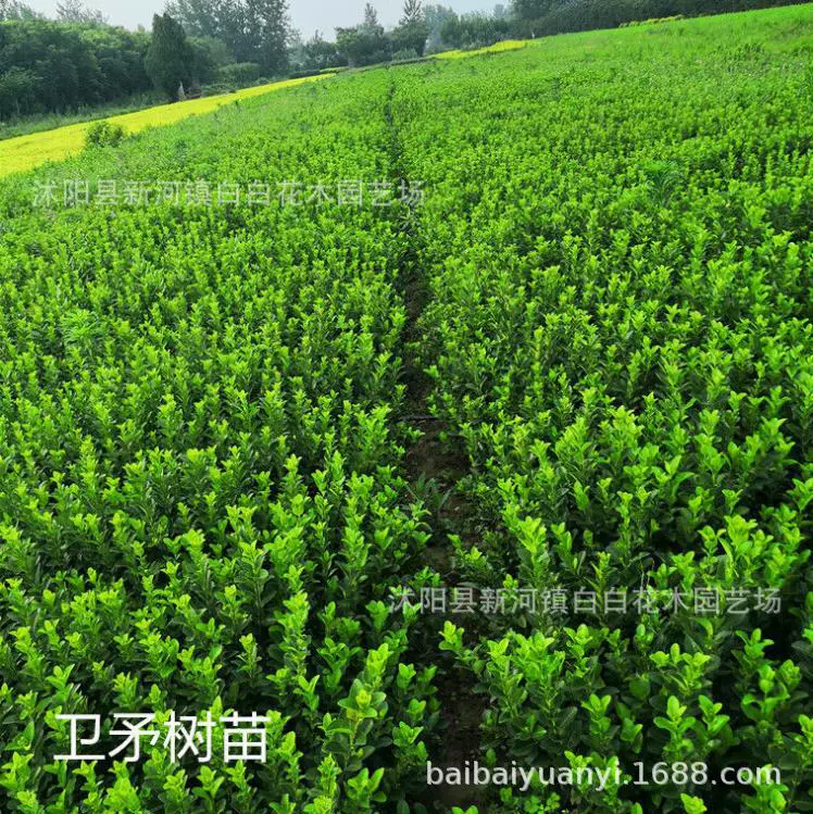 Саджанцы Weike, озеленения саженцев, зеленые ограждения, саженцы, падубные саженцы, круглые, вечнозеленые/войки, высота 20-30 см, 50 деревьев
