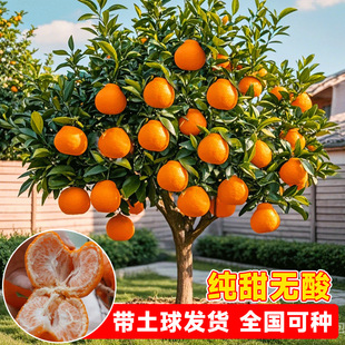 ������޽���������٘���޽Ӹ̽����J�̽��Ә����J���紨����ľ