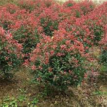 t~ʯߗUСͥԺ@־G繤ⳣֲ