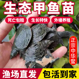 Turtle Fry Live Fry Outdoor Pond Breeding Small Turtle Fry Water Turtle Turtle Fry Chinese Softshell Turtle Fry Live Arowana Feed