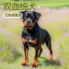 纯种罗威纳犬幼犬活狗大型活体狗狗双血统罗威纳护卫犬工作犬幼崽