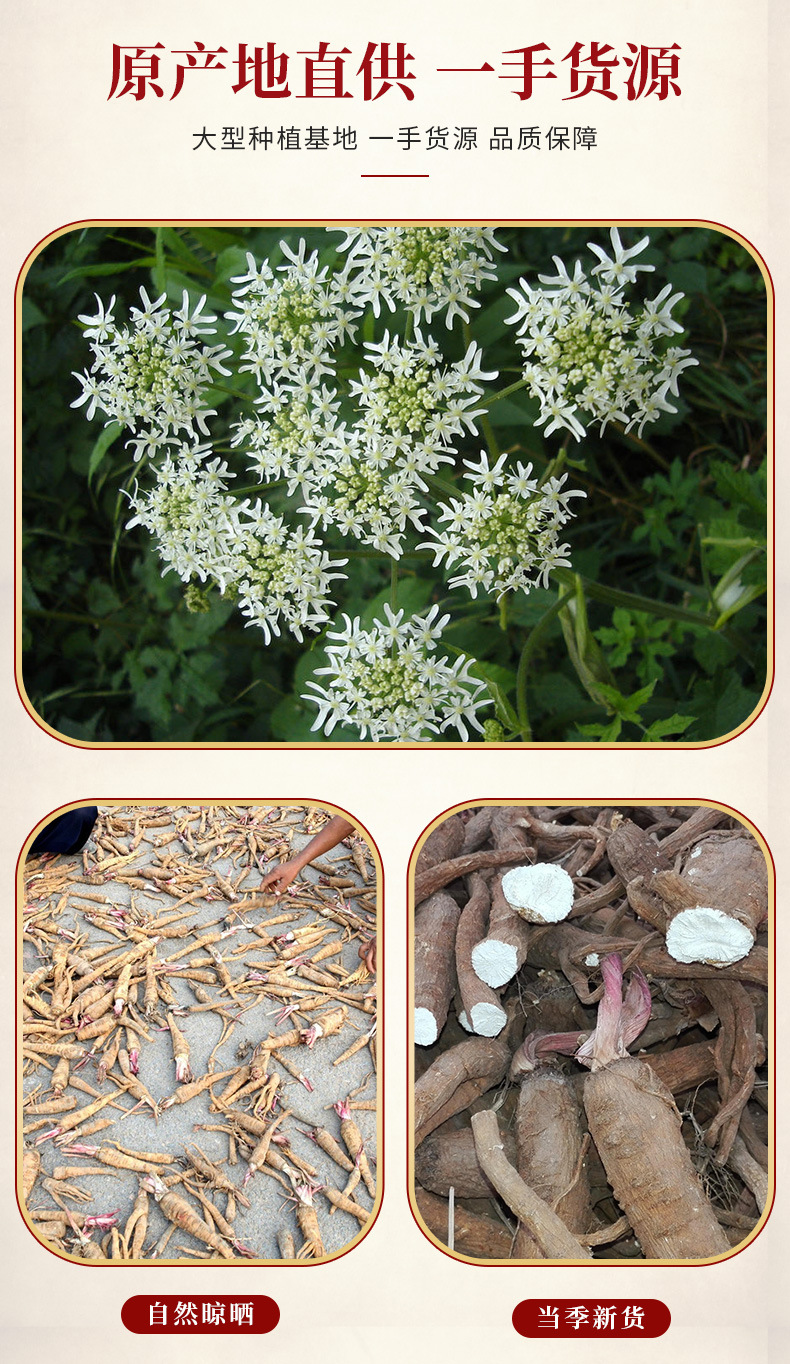 Dried Bai Zhi Angelica Root Slices 500g Traditional Chinese Herb for Decoction and Culinary Seasoning overview