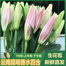 香水百合鲜花批发云南鲜花直批婚庆布置花店摆摊用花社区团购货源