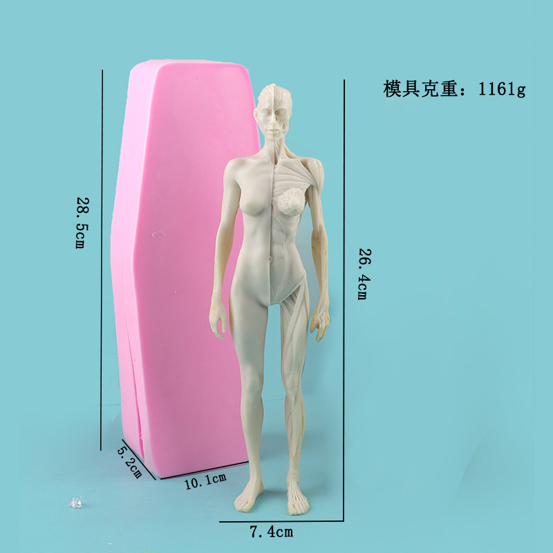 Fondant muñeca pastel molde médico humano músculo y hueso anatomía modelo hornear decoración de yeso herramienta abrasiva