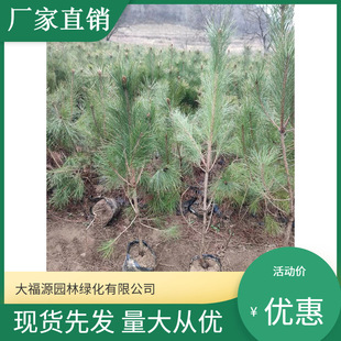 �S�ҹ�������С�� �ɘ������ ���� ���l��Ҏ���Rȫ ����ă�